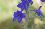 Alabama larkspur